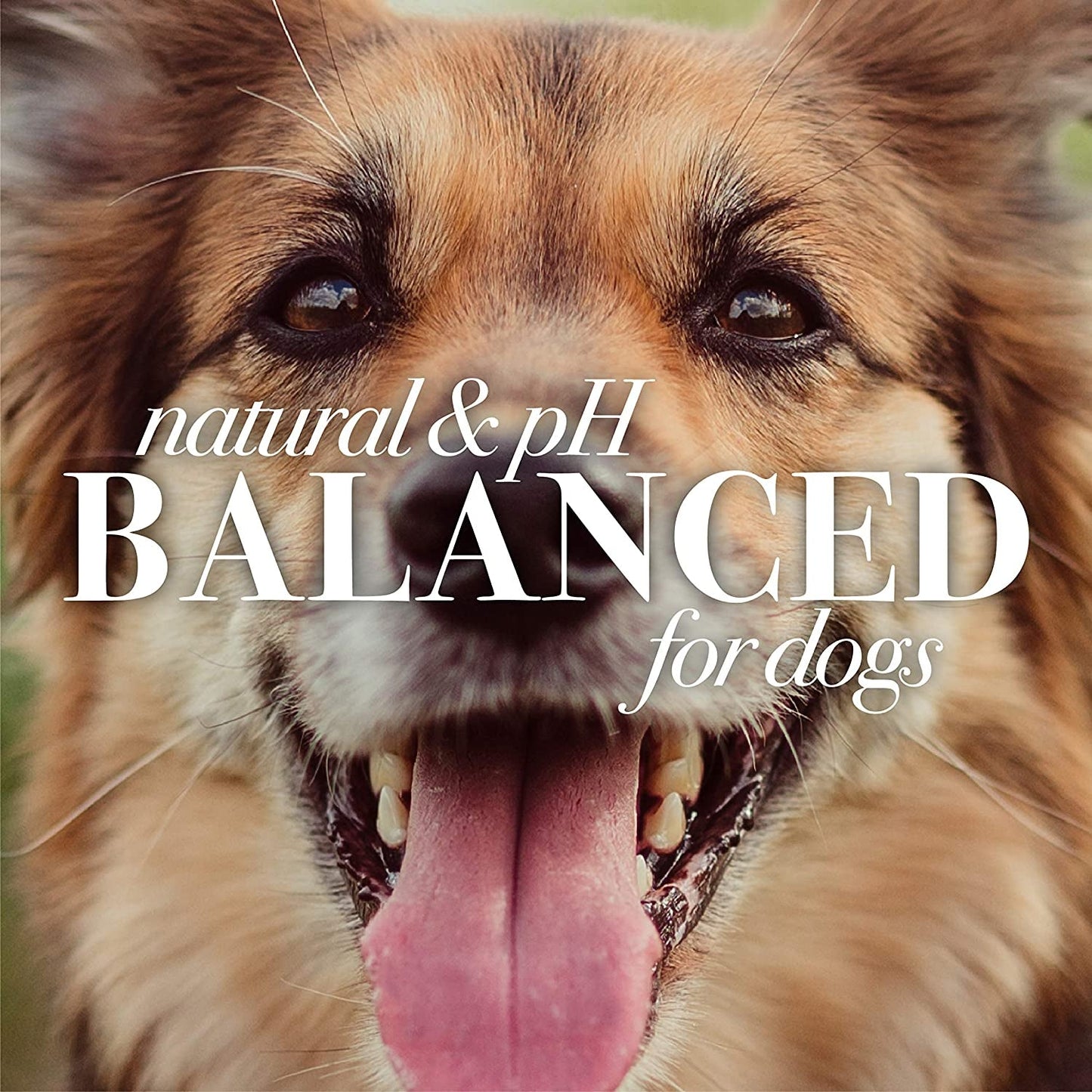 for Pets Naturally Derived Skin Soothing Shampoo with Honey - Dog Shampoo for All Dogs and Puppies - Safe for Dogs with Dry and Sensitive Skin - Made in USA, 16 Ounces - silverfoxgoods