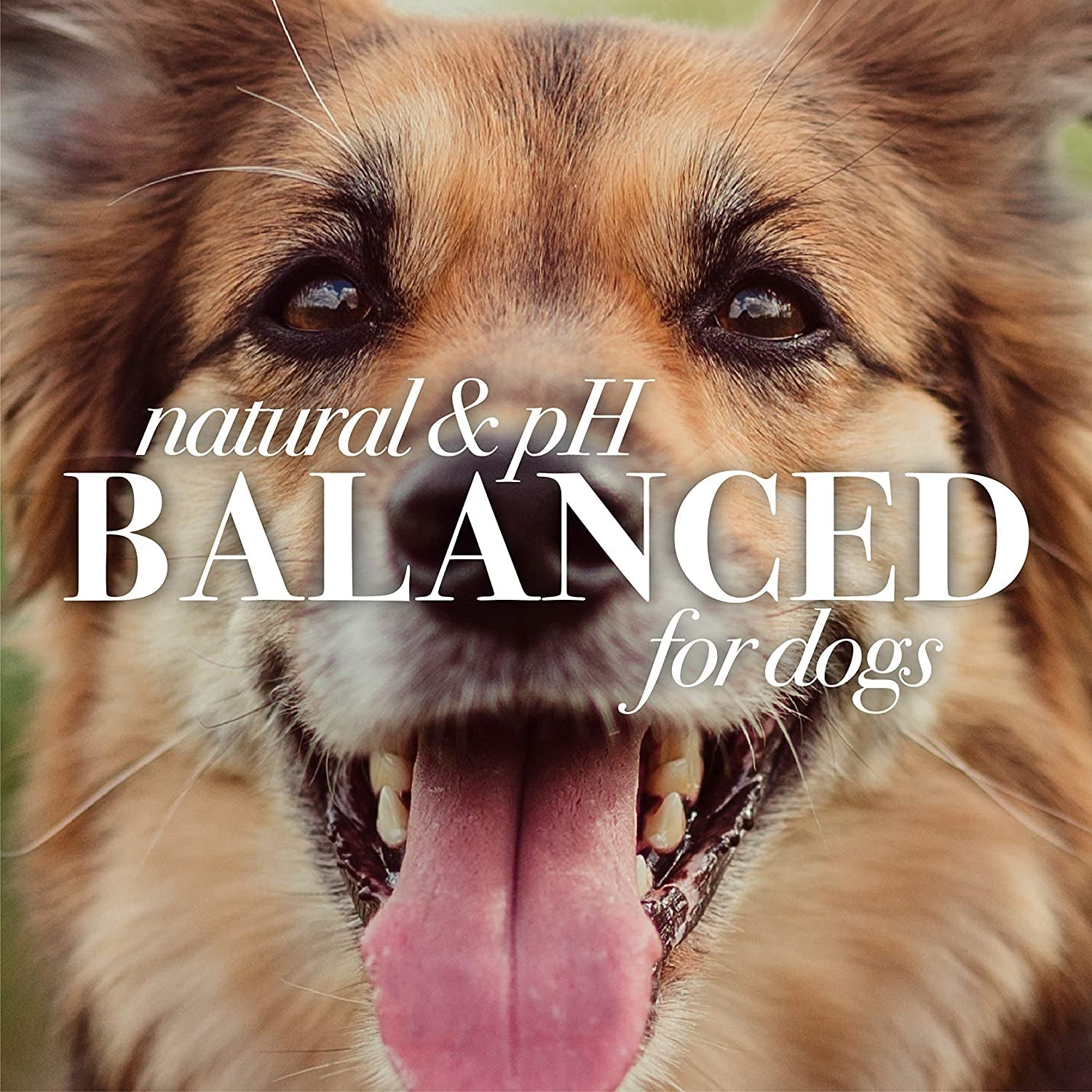 for Pets Naturally Derived Skin Soothing Shampoo with Honey - Dog Shampoo for All Dogs and Puppies - Safe for Dogs with Dry and Sensitive Skin - Made in USA, 16 Ounces - silverfoxgoods